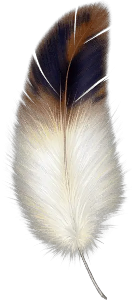 Feather Guards Stop Bird Hits Buffalo Bill Center The HD Free Download