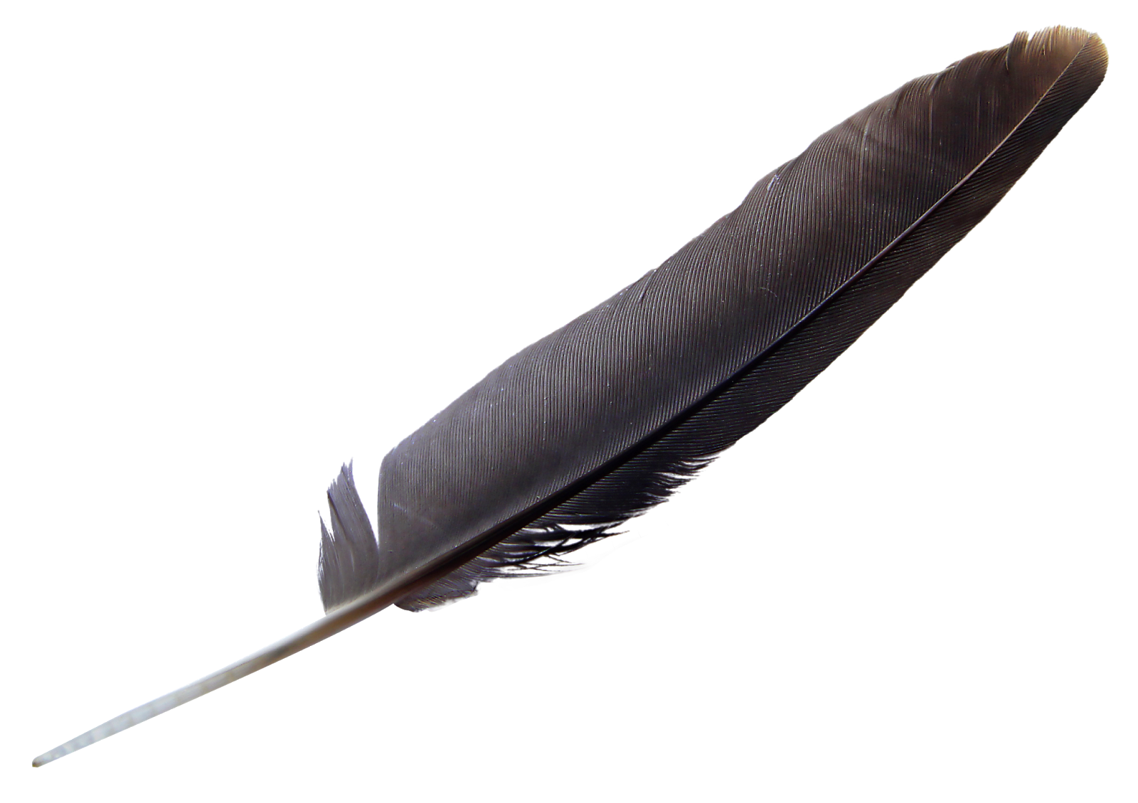 Feather PNG Bird Feature Edit Perfections Axwad Ijaz  HD Free Download