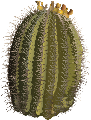 Ferocactus Wislizeni Fishhook Barrel Cactus Trees HD Free Download