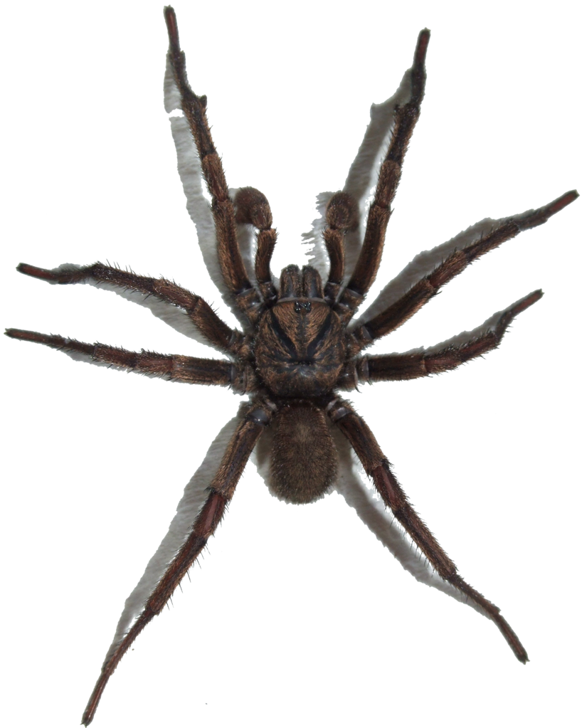 File Brown Trapdoor Spider Transparent Background  HD Free Download