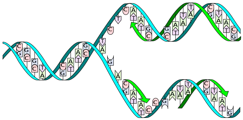 Human Dna Replication Split Horizontal Transparent Backgorund  HD Free Download