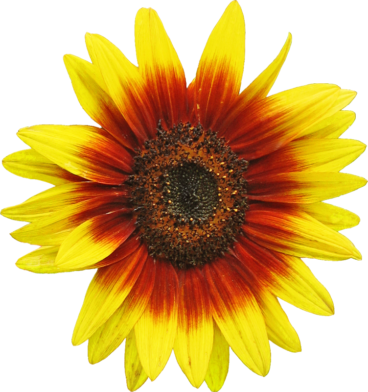 Sunflower Yellow Flower PNG  HD Free Download
