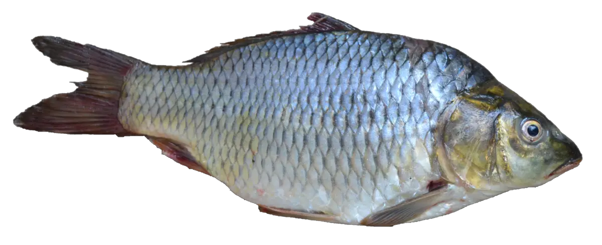 Fish PNG Systomus Sarana Wikispecies HD Free Download