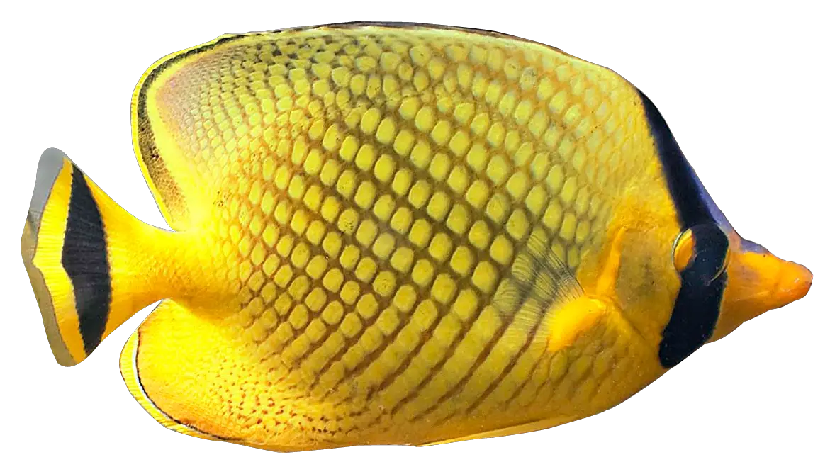 Fish Species Aquatic Perfection  HD Free Download