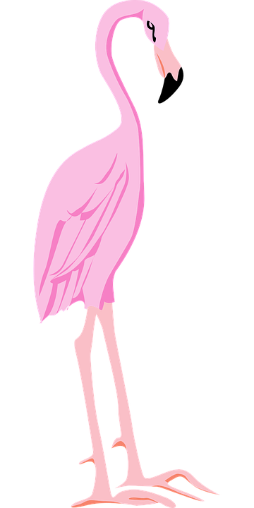 Flamingo Bird Wings Vector Graphic   HD Free Download