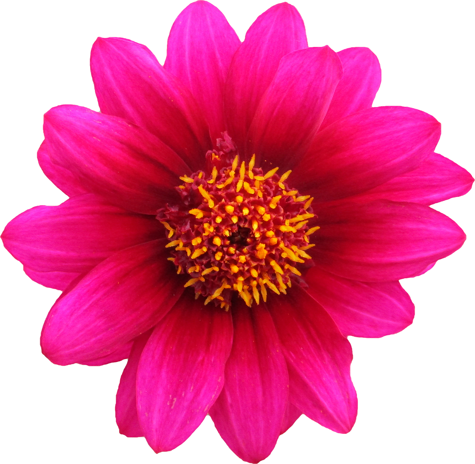Flor Flores Clipart Vetor  HD Free Download