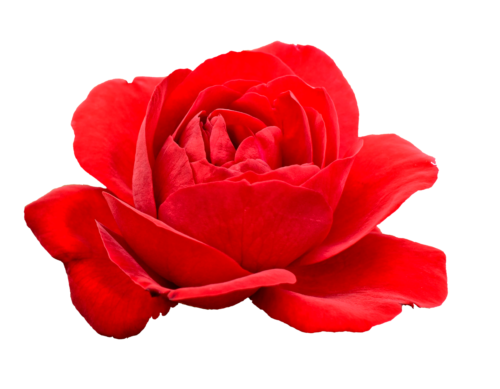 Flower Red Rose Image Transparent  HD Free Download