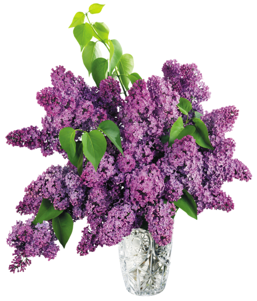 Flower Vase Vase With Purple Lilac PNG Clipart Picture Gallery High Quality Images And  HD Free Download