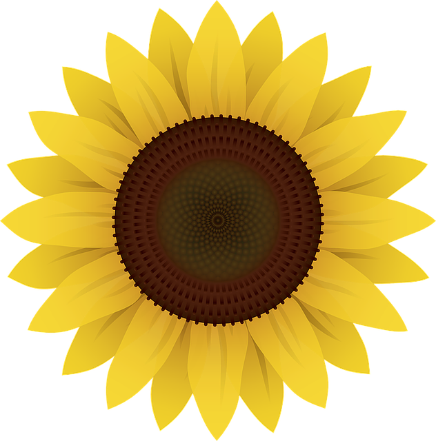 Flowers Sunflower Plants Vector Graphic   HD Free Download