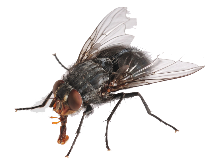 Fly Flies PNG   HD Free Download