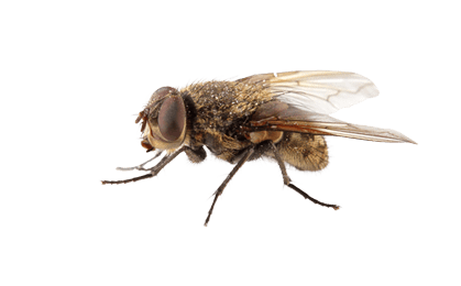 Fly Types Flies Fruit Flies Cluster Flies House  HD Free Download