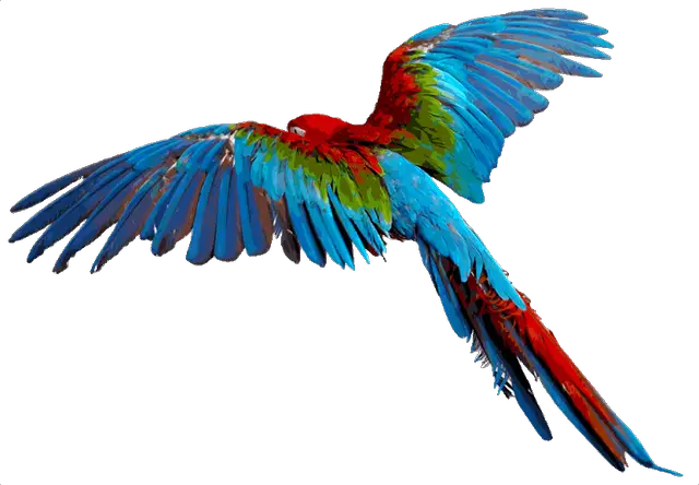 Flying Parrot Wings Clipart Colourful Bird Pencil And Color Wings  HD Free Download