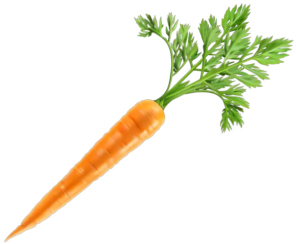 Fresh Carrot PNG Clip Art Image Gallery   HD Free Download