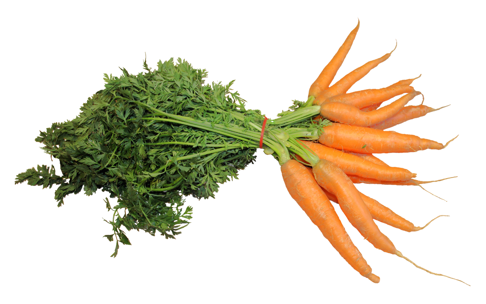 Fresh Carrot PNG Image   HD Free Download