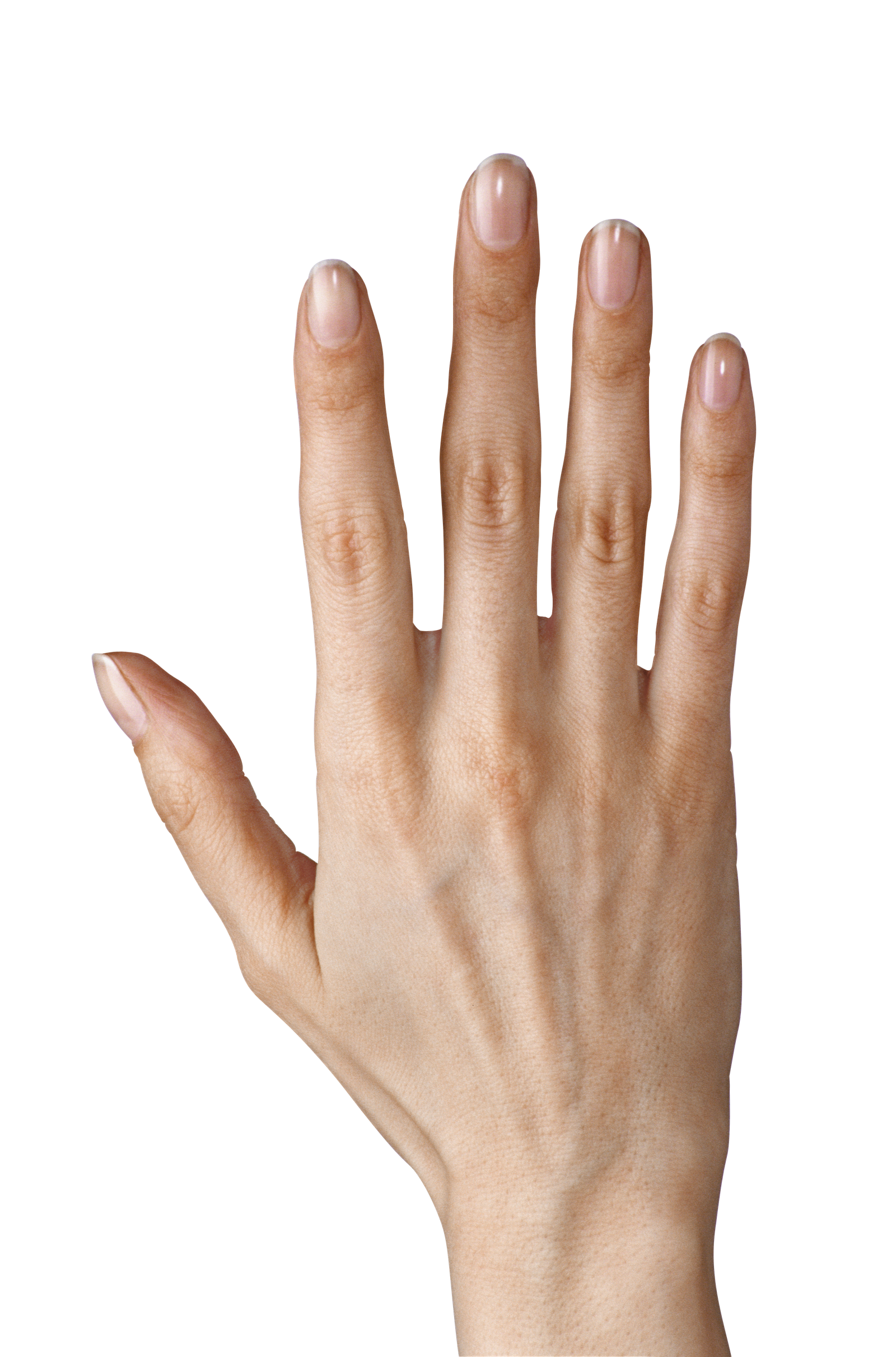 Full Hand Images Clip Art Clipart Collection  HD Free Download