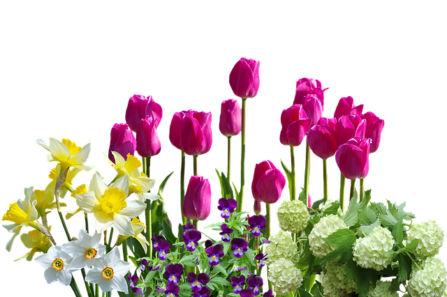 Gambar Bunga Tulip Musim Semi Bakung Tulip Bunga Foto Gratis   HD Free Download