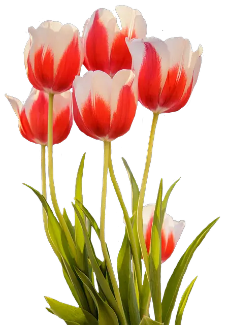 Gambar Bunga Tulip Photo Tulips Red Spring Flower Image  HD Free Download