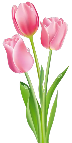 Gambar Bunga Tulip Pink Tulips PNG Clipart Image Gallery   HD Free Download