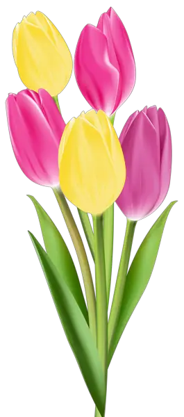 Gambar Bunga Tulip Tulips PNG Image Gallery High Quality  HD Free Download