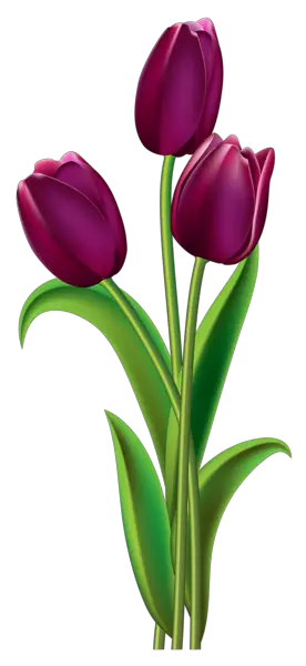 Gambar Bunga Tulip Tulips Transparent PNG Clipart Picture Gallery  HD Free Download