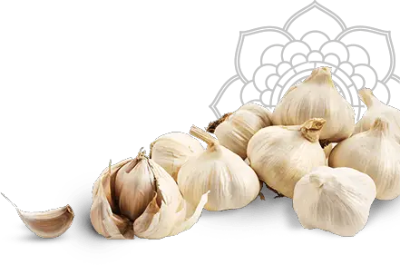 Garlics Transparent PNG  HD Free Download