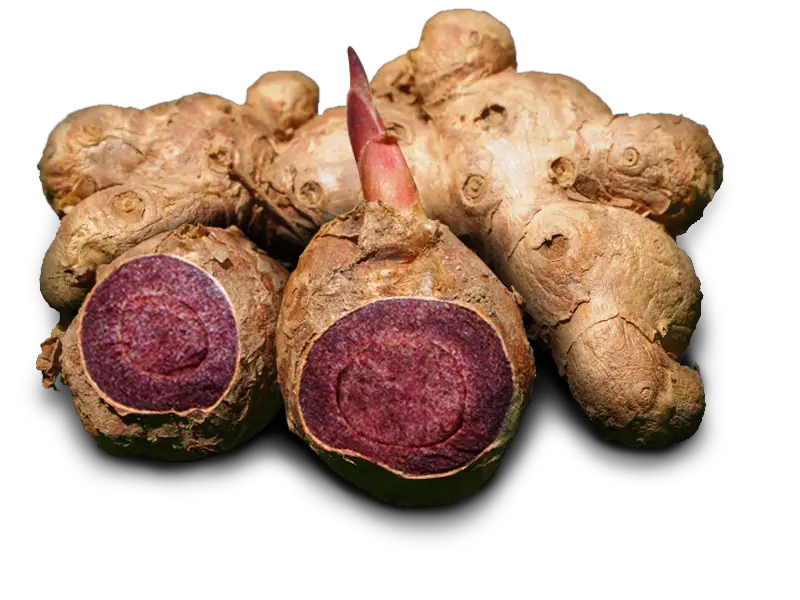 Ginger Black Gingernamkhan Permaculture Eco Farm  HD Free Download