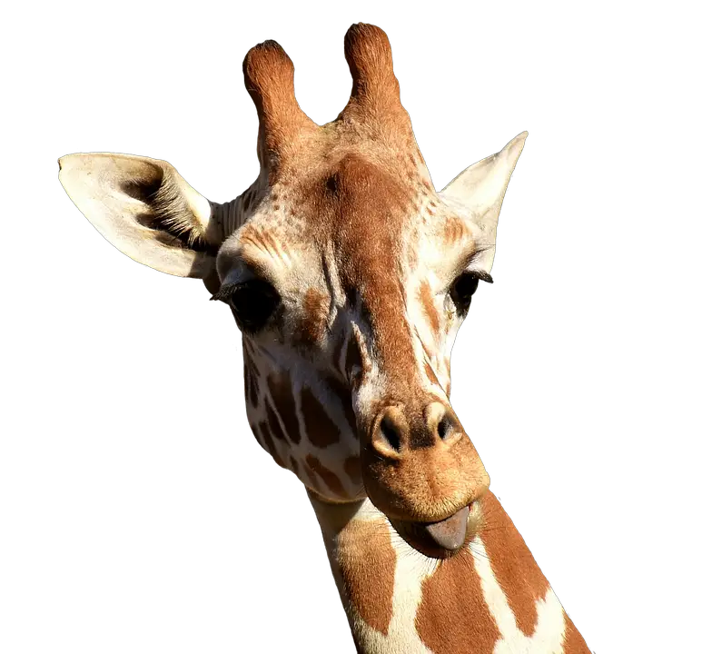 Giraffe Cheeky Stick Out Tongue Photo HD Free Download