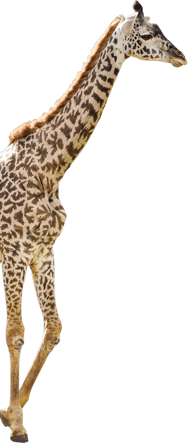 Giraffe Nashville Zoo Grassmere Nashville  HD Free Download