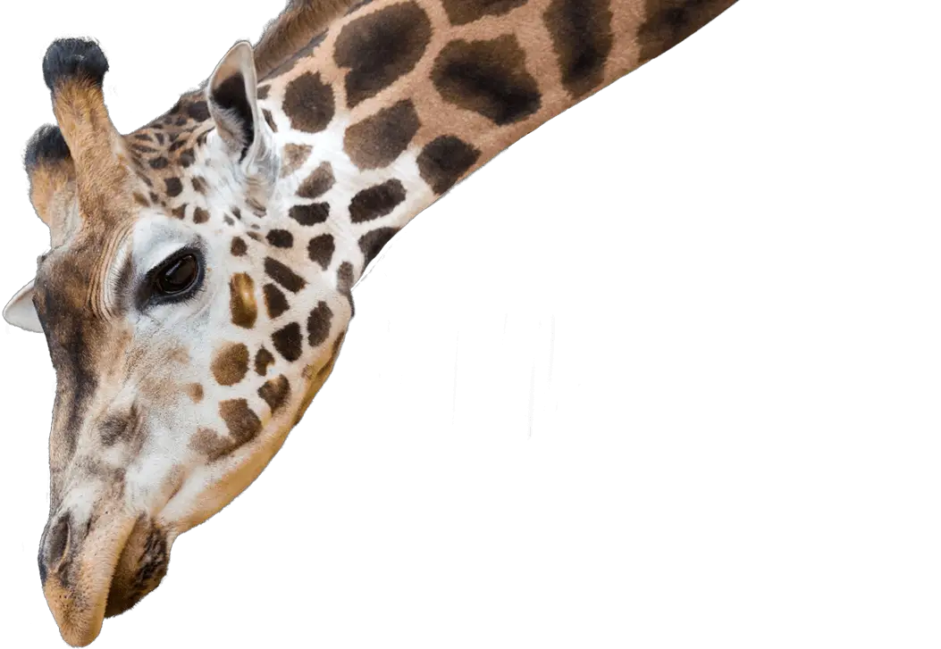 Giraffe National Zoo Aquarium  HD Free Download