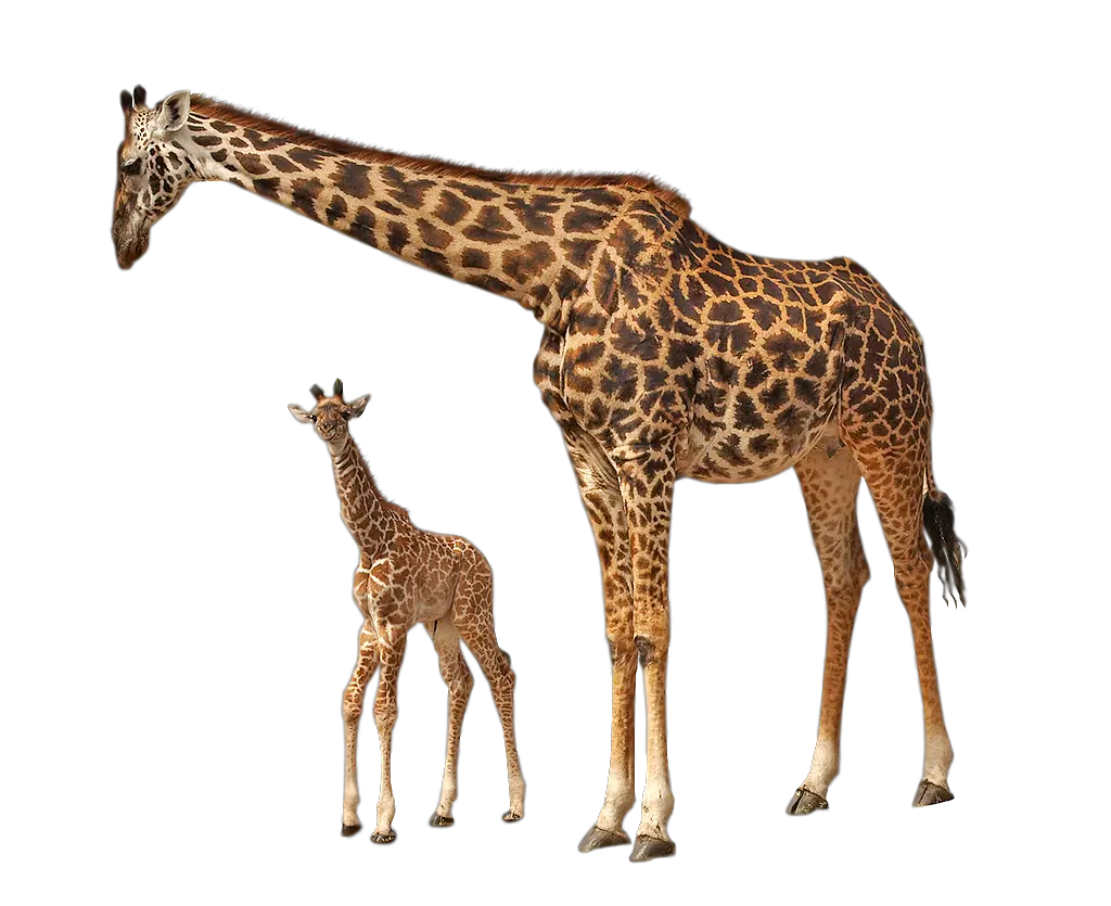 Giraffe PNG Kasirun Hasibuan Deviantart HD Free Download