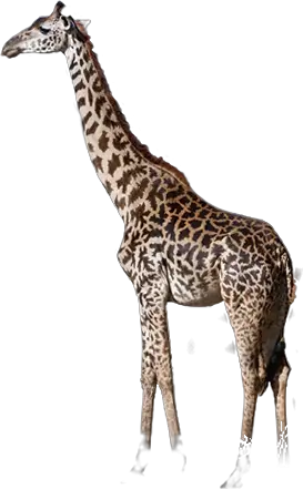 Giraffe What Did Elephant Look Like Awf HD Free Download