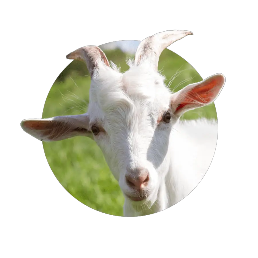 Goat Banixx Pet Care Remedy Antifungal Antibacterial Spray  HD Free Download