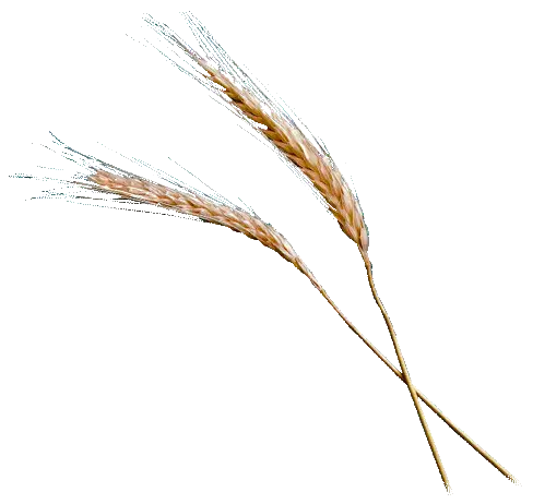 Grain Wheat Ministries  HD Free Download