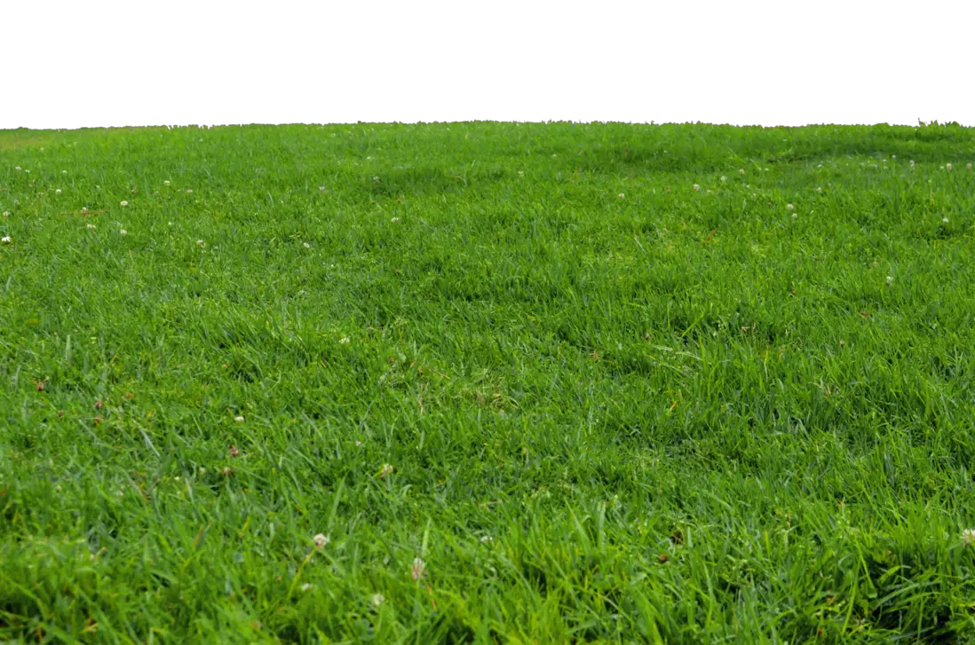 Grass Park Photo PNG Annamae  HD Free Download