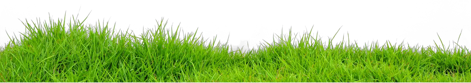 Grass PNG Image Pictures Images Grass PNG Image HD Free Download