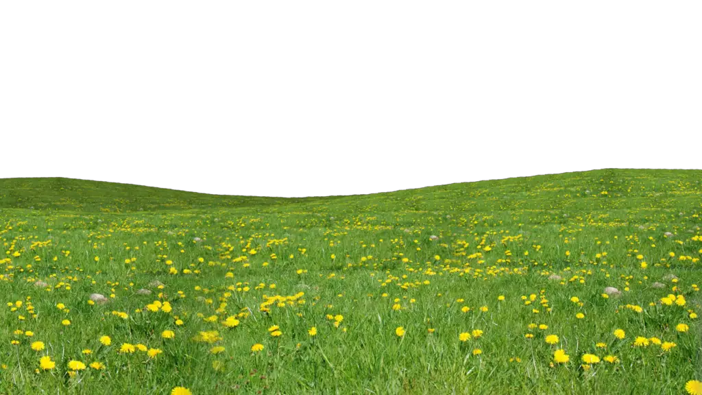 Grass PNG Images Studiopk  HD Free Download