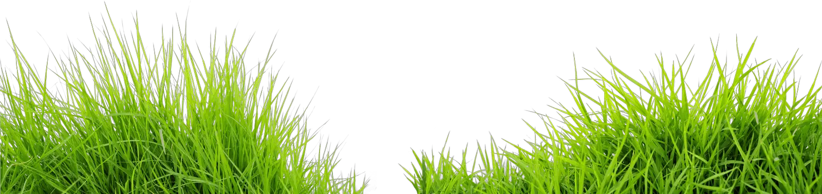 Grass PNG Images Live Ornament Tool   HD Free Download