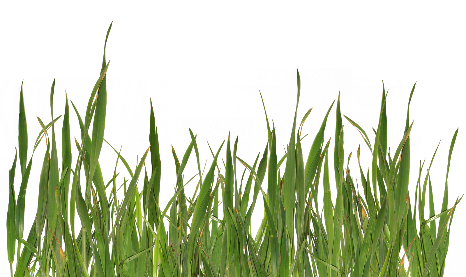 Grass PNG Images Live Ornament Tool   HD Free Download