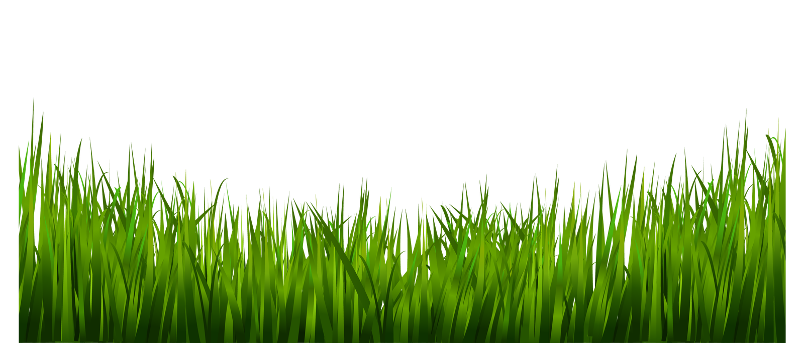 Grass PNG Images Live Ornament Tool   HD Free Download
