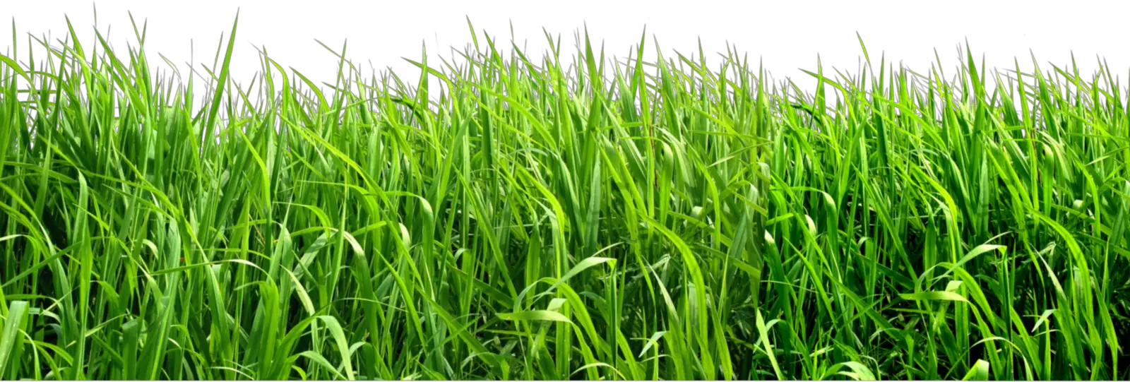 Grass PNG Images Pictures  HD Free Download