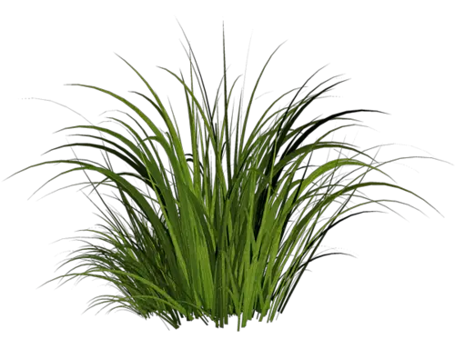 Grass PNG Images Pictures  HD Free Download