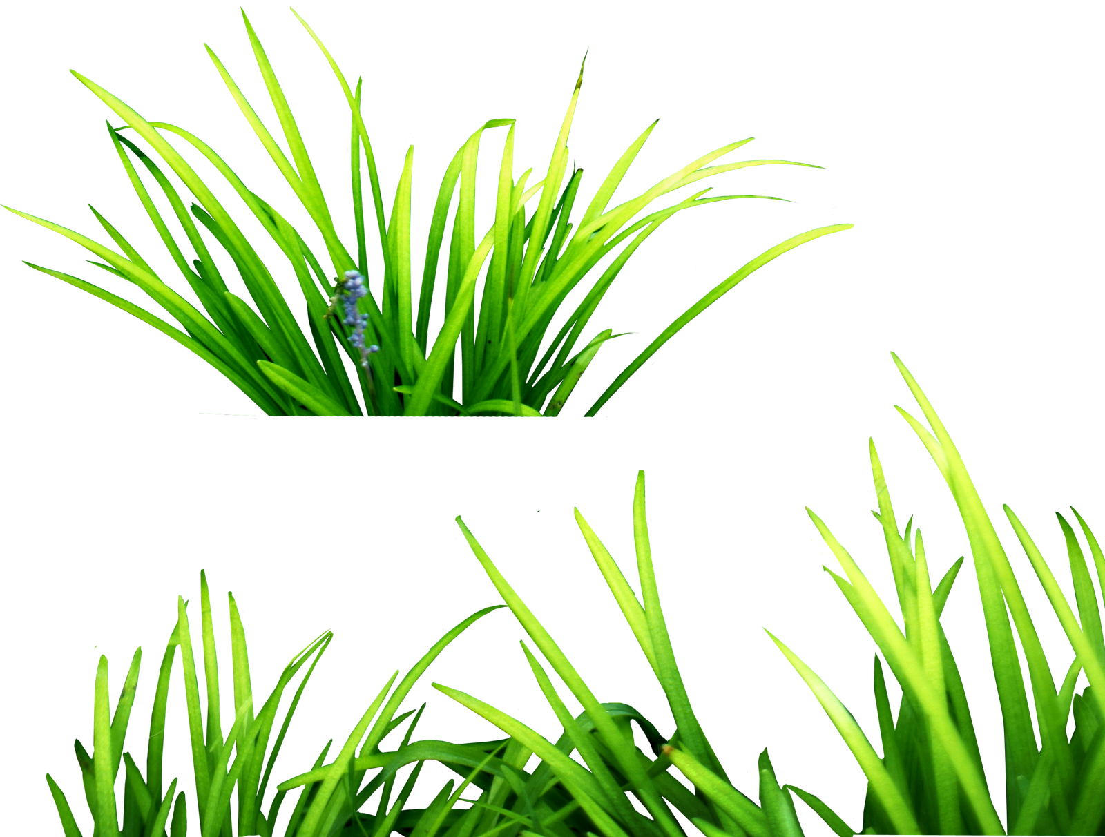 Grass PNG Images Pictures  HD Free Download