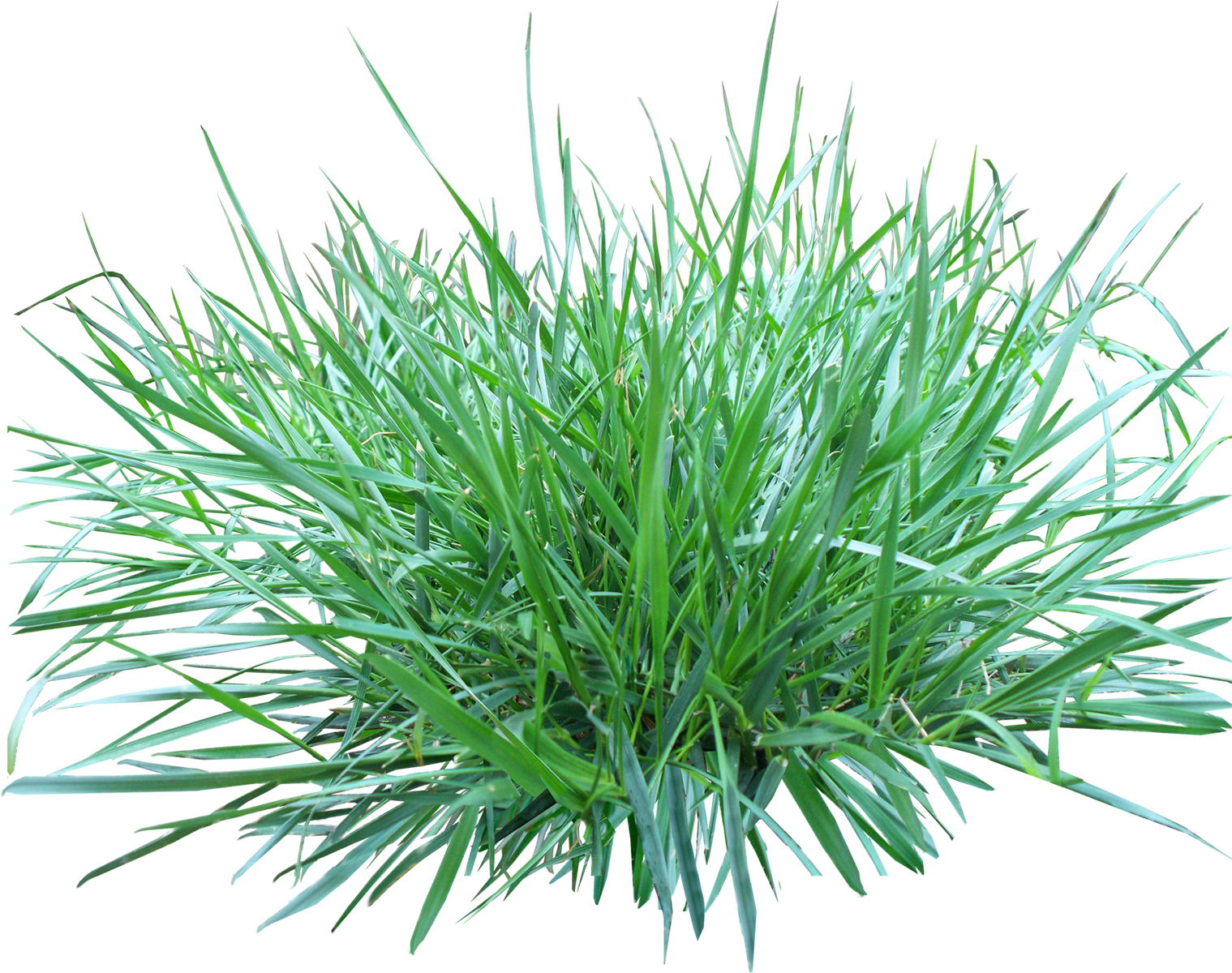 Grass PNG Images Pictures  HD Free Download