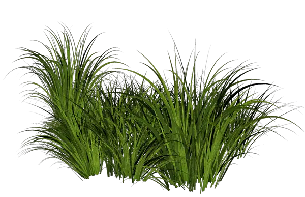 Grass PNG Images Pictures  HD Free Download