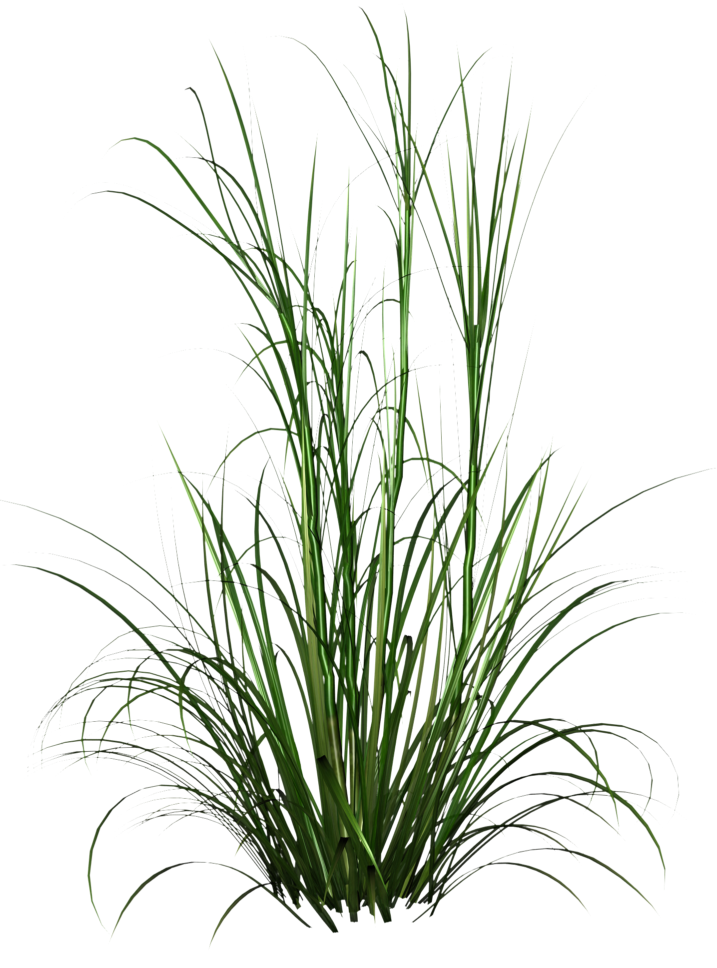 Grass PNG Sierras Love Bengal Cats  HD Free Download