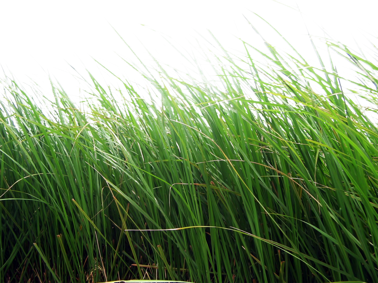 Grass PNG Transparent Grass Images   HD Free Download