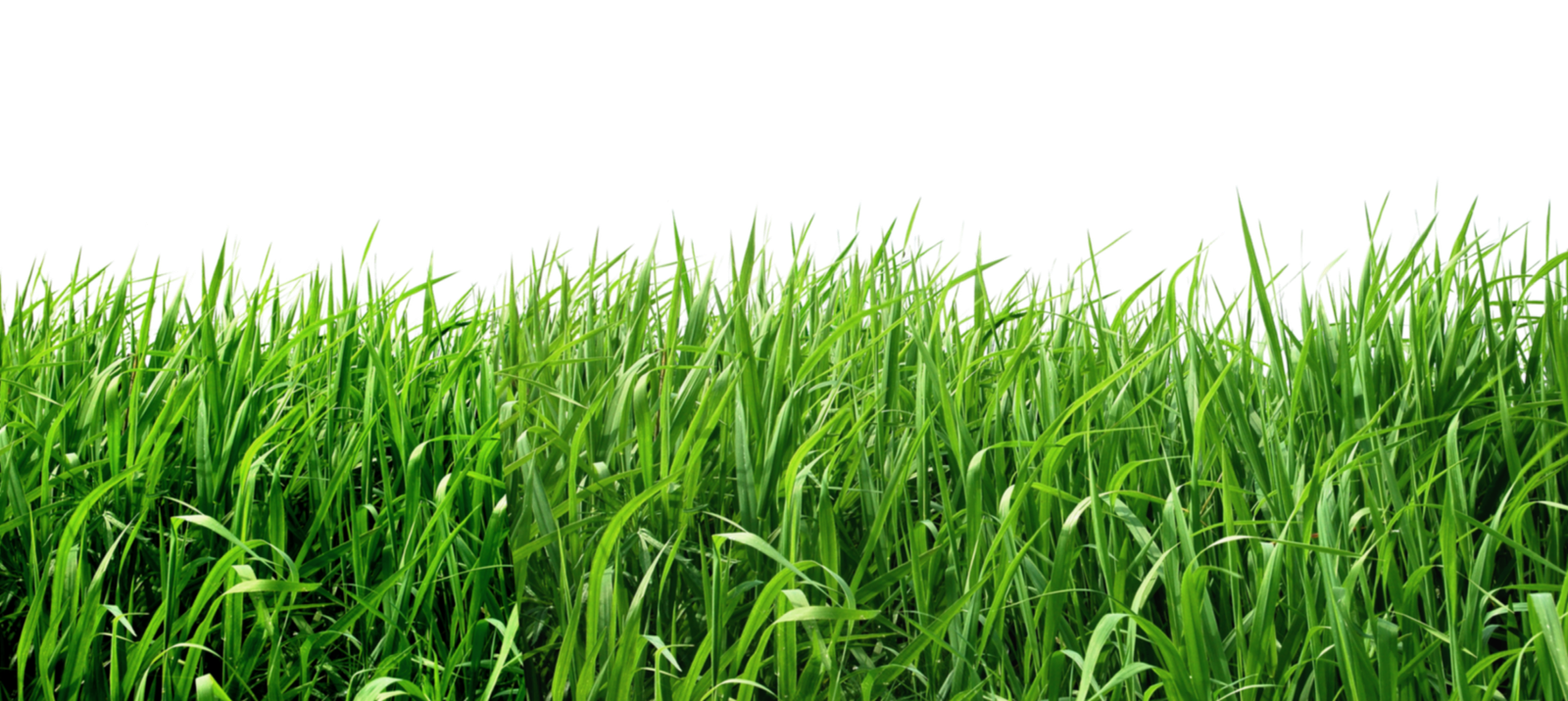 Grass PNG Transparent Image HD Free Download