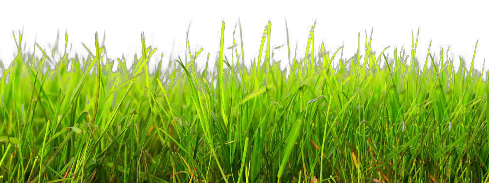 Grass PNG Transparent Image   HD Free Download