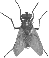 Gray Fly Tux Paint Stamp Browser Animals  HD Free Download