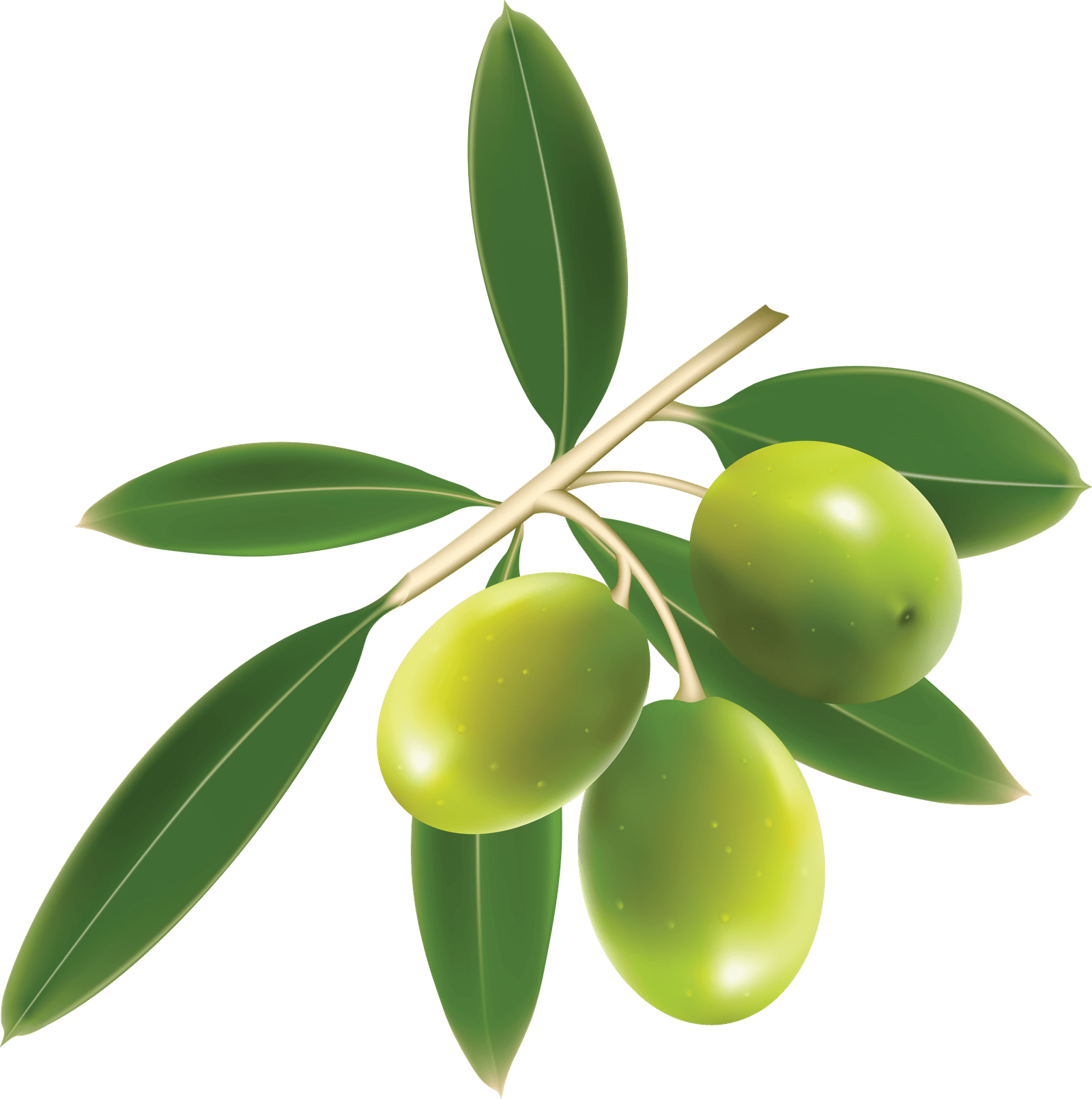 Green Olives Trio With Leaf PNG  HD Free Download